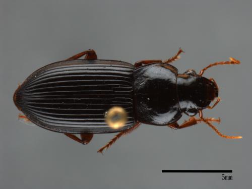 <已分類>Family：Carabidae[步行蟲科][00090101]