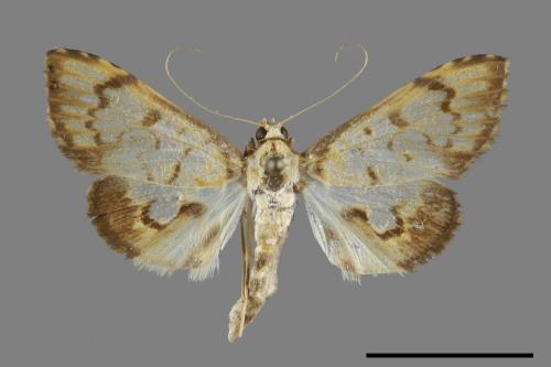 <已分類>Family：Crambidae[草螟科][00100632]