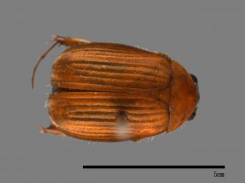 <已分類>Family：Scarabaeidae[金龜子科][00040382]