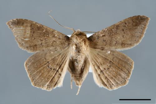 <已分類>Genus：Ericeia[00006504]
