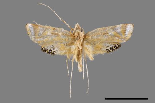 Eoophyla conjunctalis[00061952]