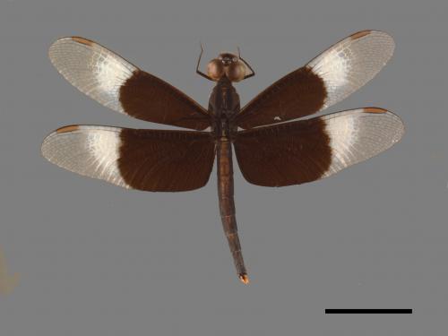 Neurothemis tullia tullia[雙截蜻蜓][00103518]