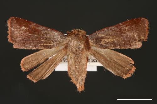 Diarsia subtincta[灰褐歹夜蛾][00000789]