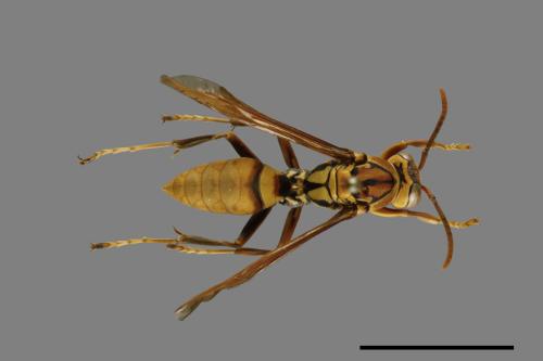 Polistes formosanus[00100893]