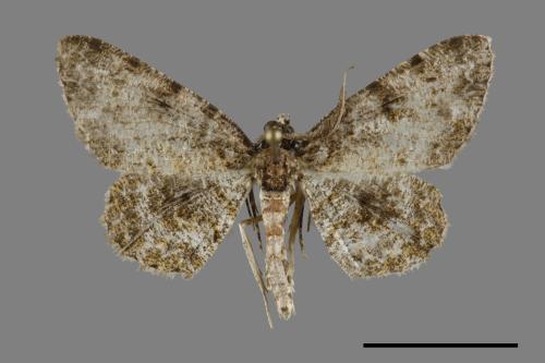<已分類>Family：Geometridae[尺蠖蛾科][00092723]