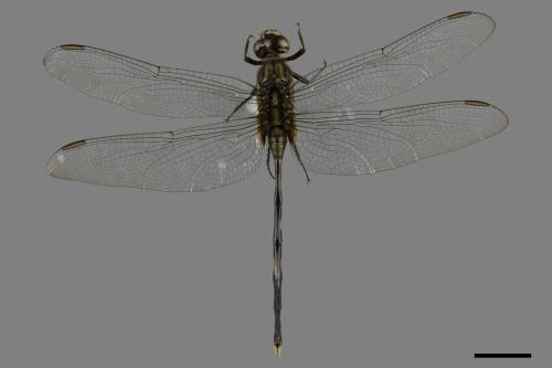 Orthetrum sabina sabina[杜松蜻蜓][00086670]