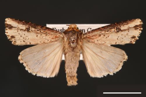 Axylia putris[朽木夜蛾][00001005]