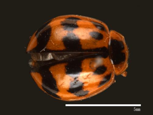 Harmonia octomaculata[八斑和瓢蟲][00085081]