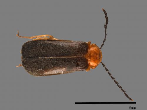 <已分類>Family：Cantharidae[菊虎科][00084403]