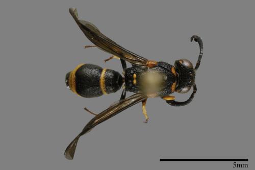 Subancistrocerus kankauensis[00117513]