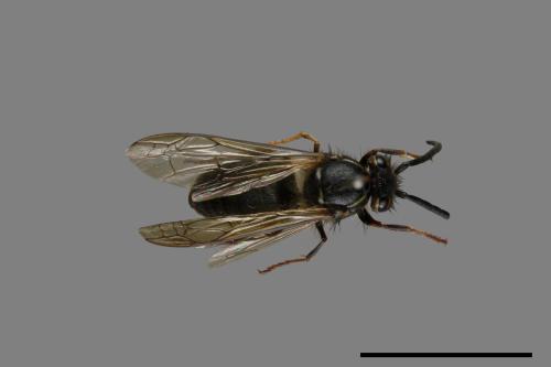 Vespula flaviceps[細黃胡蜂][00072937]