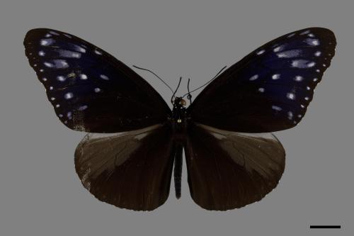 Euploea mulciber barsine[端紫斑蝶][00101570]