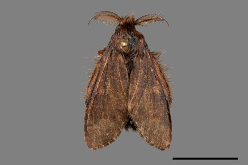 Syntypistis cyanea[青胯白舟蛾][00015936]