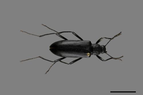 <已分類>Family：Tenebrionidae[擬步行蟲科][00084840]