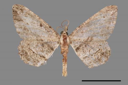 Psilalcis breta rantaizana[巒大山小尺蛾][00050351]