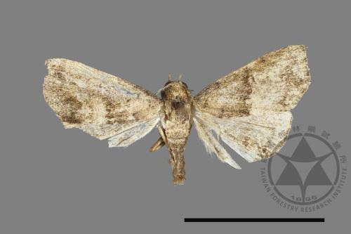 <已分類>Family：Noctuidae[夜蛾科][00022942]