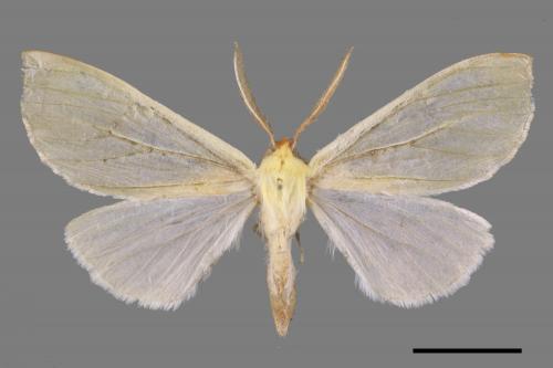 Doratoptera virescens[黃尺蛾][00052831]