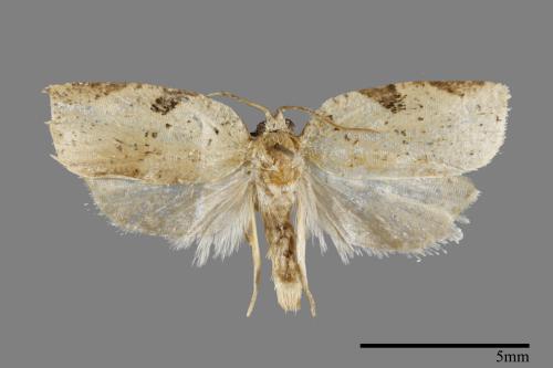 <已分類>Family：Tortricidae[捲葉蛾科][00092062]