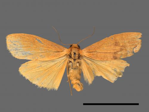 Eilema ratonis[凸紋土苔蛾][00035488]
