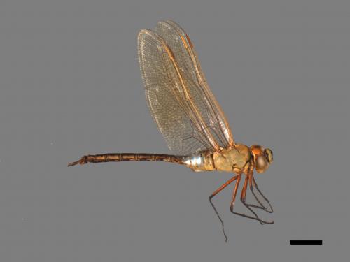 Anax parthenope julius[綠胸晏蜓][00103131]