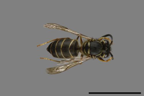 Vespula flaviceps[細黃胡蜂][00073335]