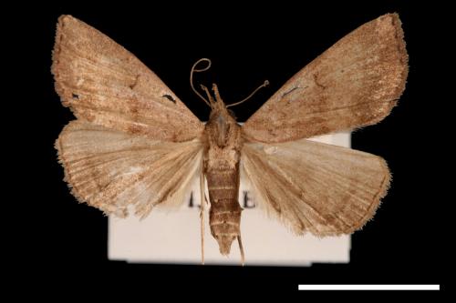 Zanclognatha terminalis[00011574]