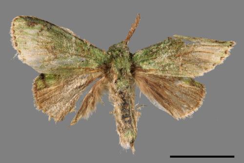 Stauropus takamukuana[綠蟻舟蛾][00051964]
