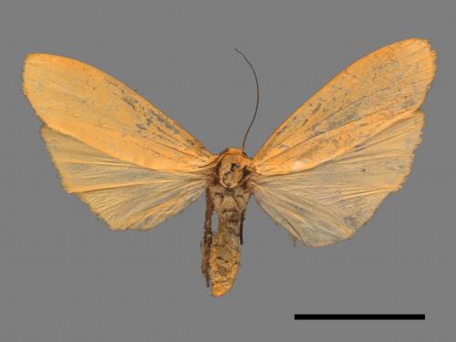 Eilema magnata[巨土苔蛾][00052390]