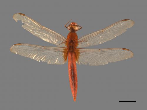 Crocothemis servilia servilia[猩紅蜻蜓][00103743]