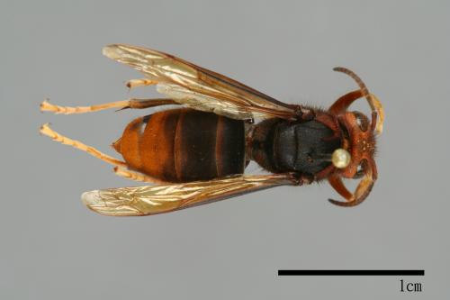 Vespa velutina[黃腳虎頭蜂][00096032]