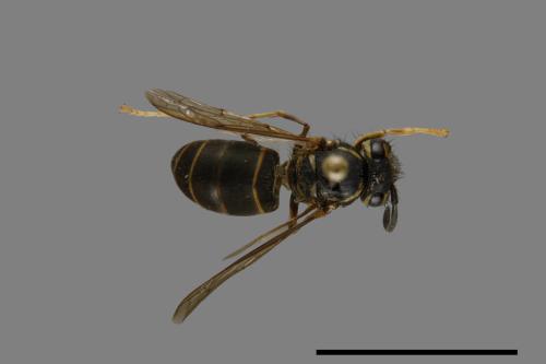 Vespula flaviceps[細黃胡蜂][00073389]