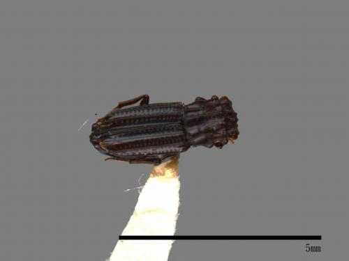 <已分類>Family：Scarabaeidae[金龜子科][00084061]