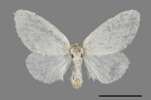 <已分類>Genus：Euproctis[00039179]