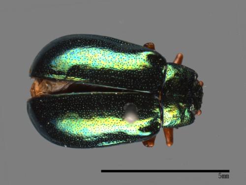 <已分類>Family：Chrysomelidae[金花蟲科][00081171]