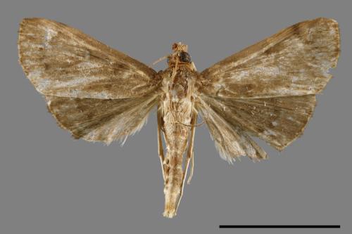 <已分類>Family：Crambidae[草螟科][00066714]
