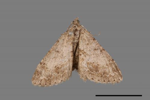 Psilalcis breta rantaizana[巒大山小尺蛾][00026024]