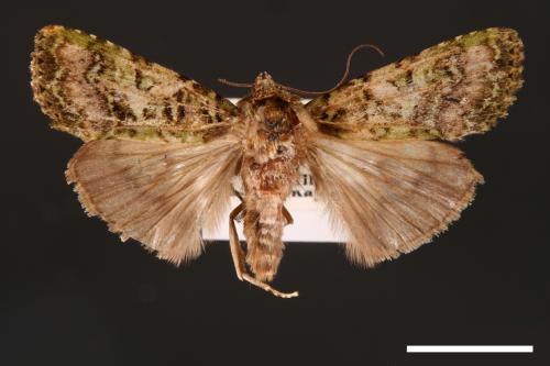 Euplexidia pallidivirens[00001923]