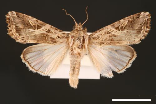 Spodoptera litura[斜紋夜蛾][00002804]