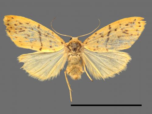 Asura alikangiae[關山豔苔蛾][00045384]