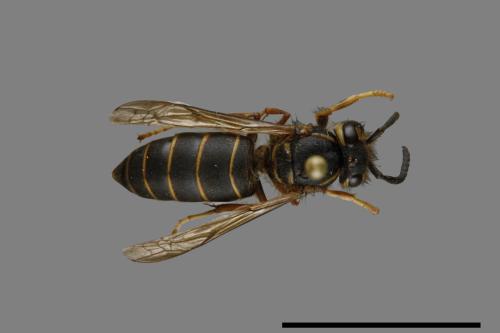 Vespula flaviceps[細黃胡蜂][00073029]