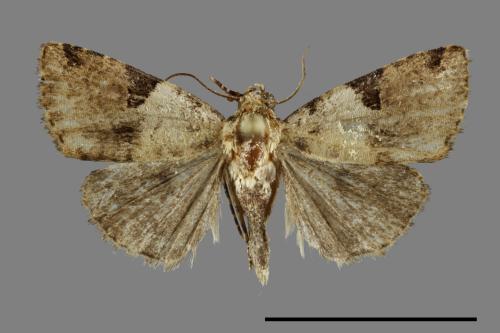 Pseudeustrotia bipartita[00092256]