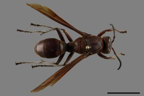 Polistes tenebricosus[赭褐長腳蜂][00117560]