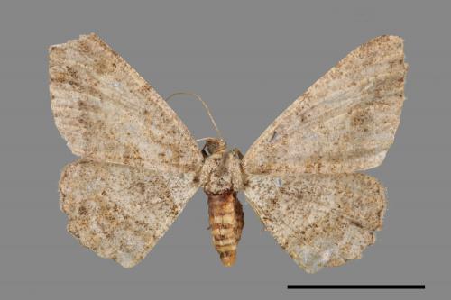 Psilalcis breta rantaizana[巒大山小尺蛾][00023210]