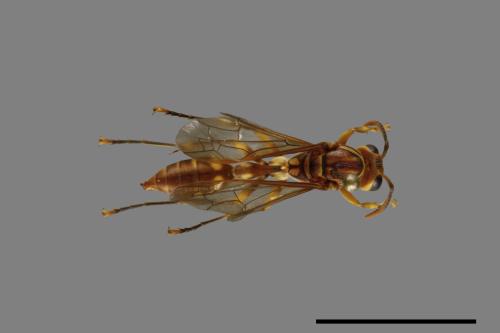 Parapolybia varia[變側異腹胡蜂][00078630]