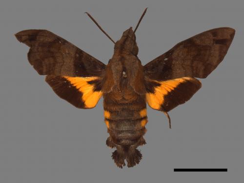 Macroglossum pyrrhosticta[黃斑長喙天蛾][00016519]