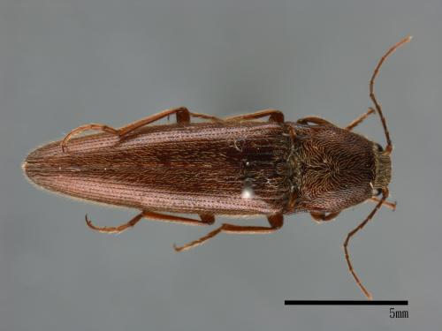 <已分類>Family：Elateridae[叩頭蟲科][00083777]