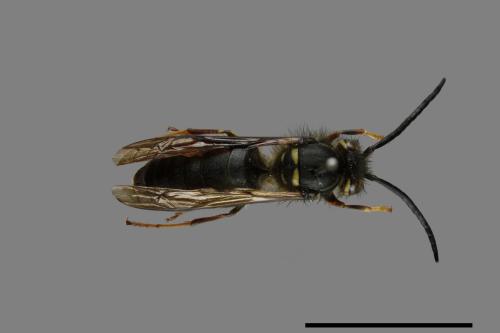 Vespula flaviceps[細黃胡蜂][00072953]
