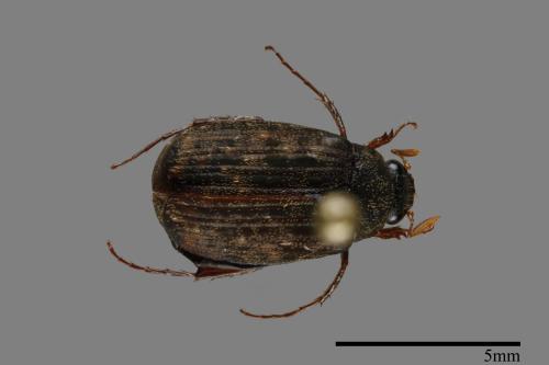 <已分類>Family：Scarabaeidae[金龜子科][00091966]