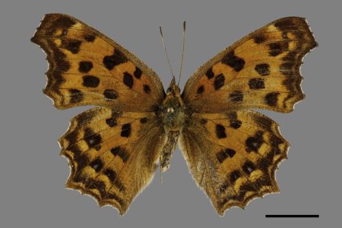 Polygonia c-aureum lunulata[黃蛺蝶][00094016]