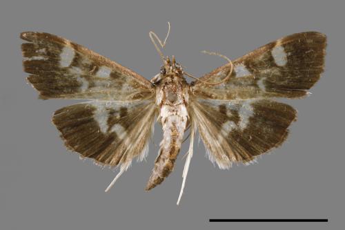 <已分類>Genus：Pleuroptya[00065571]